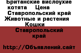 Британские вислоухие котята) › Цена ­ 1 800 - Ставропольский край Животные и растения » Кошки   . Ставропольский край